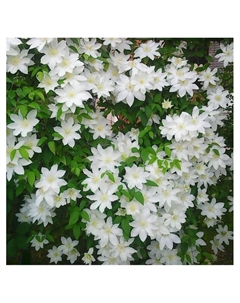 Клематис крупноцветковый "Токи", капер, 1 шт, Весна 2025 Поиск