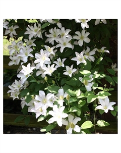 Клематис крупноцветковый "Халдаин", туба, 1 шт, Весна 2025 Поиск