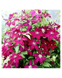 Клематис крупноцветковый "Солидарность", туба, 1 шт, Весна 2025 Поиск