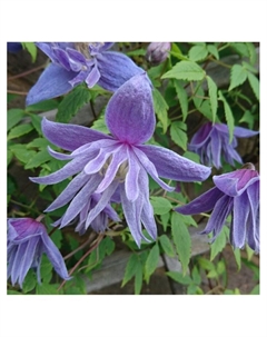 Клематис ботанический Люкс "Фасцинейшн", туба, 1 шт, Весна 2025 Поиск