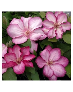 Клематис крупноцветковый Люкс "Либерти", капер, 1 шт, Весна 2025 Поиск