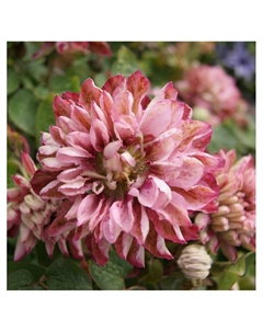 Клематис крупноцветковый Люкс "Пинк Пешн", капер, 1 шт, Весна 2025 Поиск