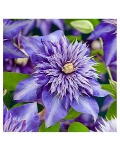 Клематис крупноцветковый "Мульти Блю", капер, 1 шт, Весна 2025 Поиск
