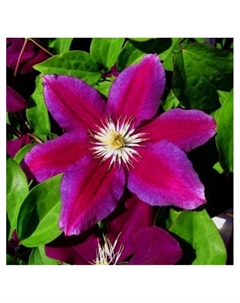 Клематис крупноцветковый "Ханиа", капер, 1 шт, Весна 2025 Поиск