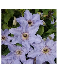 Клематис крупноцветковый "Лазурштерн", туба, 1 шт, Весна 2025 Поиск