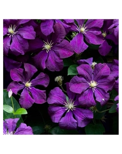 Клематис крупноцветковый "Этуаль Виолетт", капер, 1 шт, Весна 2025 Поиск