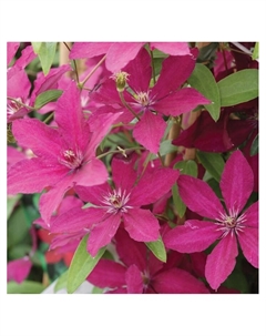 Клематис крупноцветковый "Рутель", капер, 1 шт, Весна 2025 Поиск