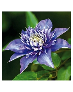 Клематис крупноцветковый "Мазури", туба, 1 шт, Весна 2025 Поиск