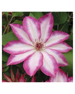 Клематис крупноцветковый "Биз Джубили", туба, 1 шт, Весна 2025 Поиск