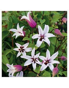 Клематис ботанический Люкс "Принцесс Кейт", туба, 1 шт, Весна 2025 Поиск