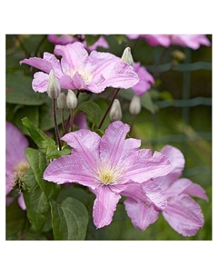 Клематис крупноцветковый "Комтис де Бушо", туба, 1 шт, Весна 2025 Поиск