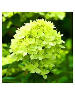 Гортензия метельчатая «Мохито», туба, H 50-100, 1 шт., Весна 2025 Поиск