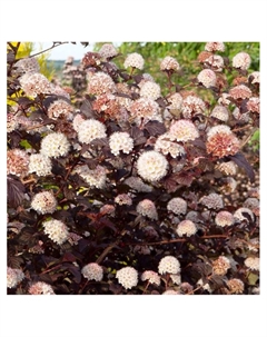 Пузыреплодник калинолистный "Леди ин Ред", туба, 1 шт, Весна 2025 Поиск