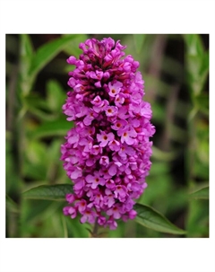 Буддлея Давида Люкс «Баттерфляй Тауэ», туба, 1 шт., Весна 2025 Поиск