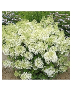 Гортензия метельчатая «Бобо», туба, H 50-100, 1 шт., Весна 2025 Поиск