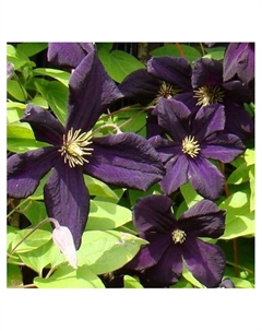 Клематис крупноцветковый "Дарк Айс", капер, 1 шт, Весна 2025 Поиск