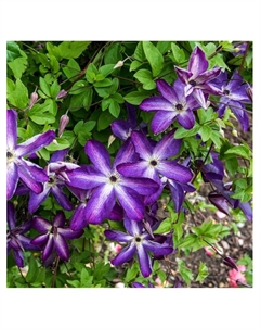 Клематис крупноцветковый "Веноза Виолацеа", капер, 1 шт, Весна 2025 Поиск