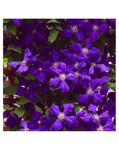 Клематис крупноцветковый "Хакуокан", туба, 1 шт, Весна 2025 Поиск