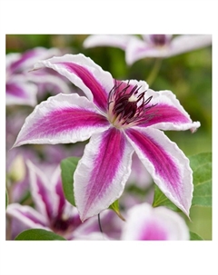 Клематис крупноцветковый "Дариус", туба, 1 шт, Весна 2025 Поиск