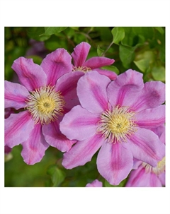 Клематис крупноцветковый "Пинк Бьюти", туба, 1 шт, Весна 2025 Поиск