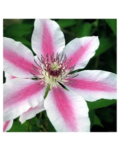 Клематис крупноцветковый "Нелли Мозер", капер, 1 шт, Весна 2025 Поиск