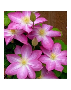 Клематис крупноцветковый "Асао", туба, 1 шт, Весна 2025 Поиск