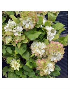 Клематис крупноцветковый "Мидори", туба, 1 шт, Весна 2025 Поиск