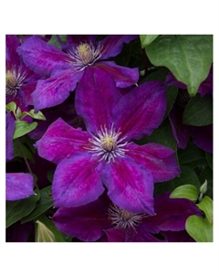 Клематис крупноцветковый "Юлька", капер, 1 шт, Весна 2025 Поиск