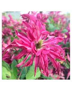 Клематис крупноцветковый Люкс "Розалин", капер, 1 шт, Весна 2025 Поиск