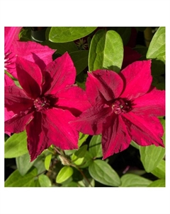 Клематис крупноцветковый "Карменсита", туба, 1 шт, Весна 2025 Поиск