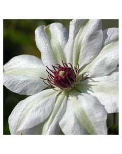 Клематис крупноцветковый "Мисс Бейтмен", капер, 1 шт, Весна 2025 Поиск