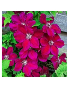 Клематис крупноцветковый "Вестерплатте", капер, 1 шт, Весна 2025 Поиск