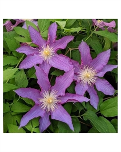 Клематис крупноцветковый "Кири Те Канава", капер, 1 шт, Весна 2025 Поиск