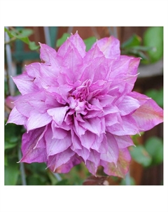 Клематис крупноцветковый "Виолет Элизабет", капер, 1 шт, Весна 2025 Поиск