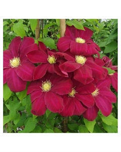 Клематис крупноцветковый "Вино", капер, 1 шт, Весна 2025 Поиск