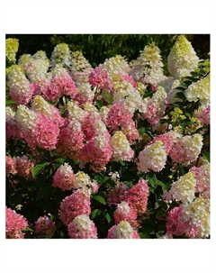 Гортензия метельчатая Люкс «Строберри Блоссом», туба, 1 шт., Весна 2025 Поиск