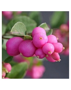 Снежноягодник доренбози "Мэджик Бэрри", туба, 1 шт, Весна 2025 Поиск