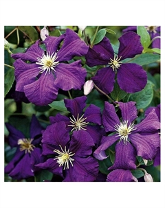 Клематис крупноцветковый "Жакмани Альба", капер, 1 шт, Весна 2025 Поиск