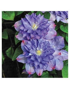 Клематис крупноцветковый "Бьюти оф Ворчестер", капер, 1 шт, Весна 2025 Поиск