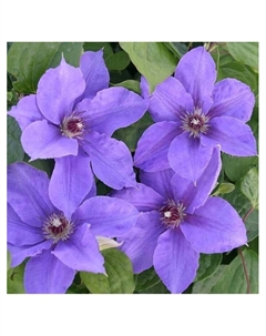 Клематис крупноцветковый "Гибрид Зибольда", капер, 1 шт, Весна 2025 Поиск