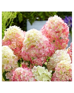 Гортензия метельчатая Люкс «Мэджикал Свит Саммэ», туба, 1 шт., Весна 2025 Поиск