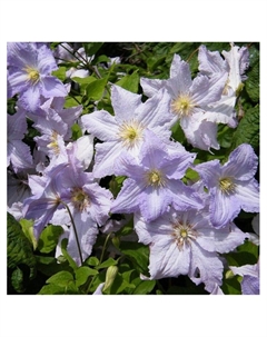 Клематис крупноцветковый "Иван Олсон", капер, 1 шт, Весна 2025 Поиск