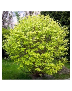 Пузыреплодник калинолистный "Лютеус", туба, 1 шт, Весна 2025 Поиск