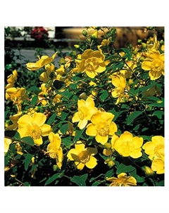 Зверобой Мозера "Триколор", туба, 1 шт, Весна 2025 Поиск