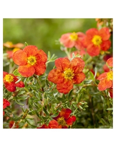 Лапчатка кустарниковая "Мэрион Ред Робин", туба, 1 шт, Весна 2025 Поиск