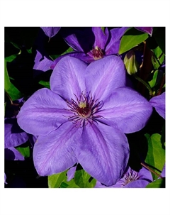 Клематис крупноцветковый "Ксеркс", капер, 1 шт, Весна 2025 Поиск