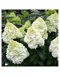 Гортензия метельчатая «Паненка», туба, H 50-100, 1 шт., Весна 2025 Поиск