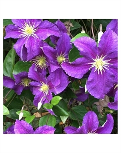 Клематис крупноцветковый "Джипси Квин", капер, 1 шт, Весна 2025 Поиск