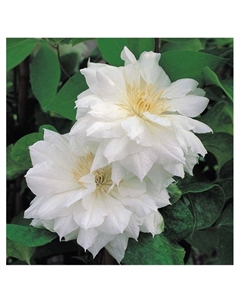 Клематис крупноцветковый "Дачес оф Эдинбург", капер, 1 шт, Весна 2025 Поиск