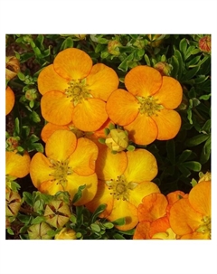 Лапчатка кустарниковая Люкс "Белла Эппл", туба, 1 шт, Весна 2025 Поиск